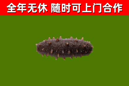 陆川县回收海参干